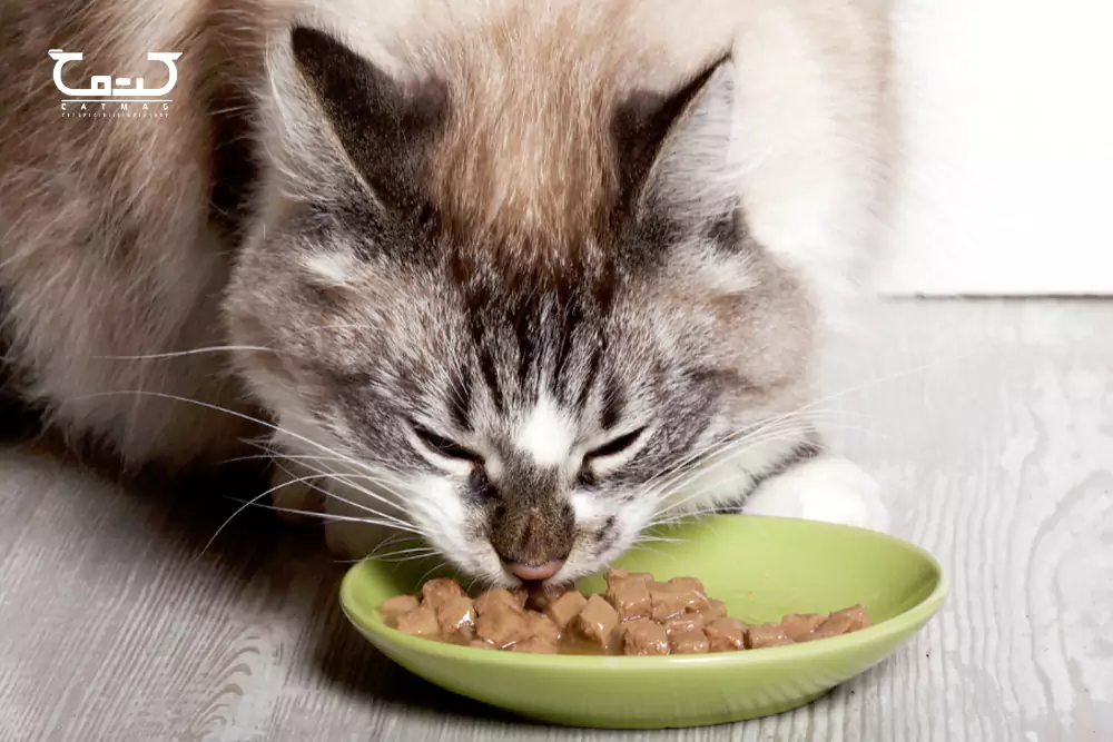 غذای تر برای گربه بهتر است یا غذای خشک؟