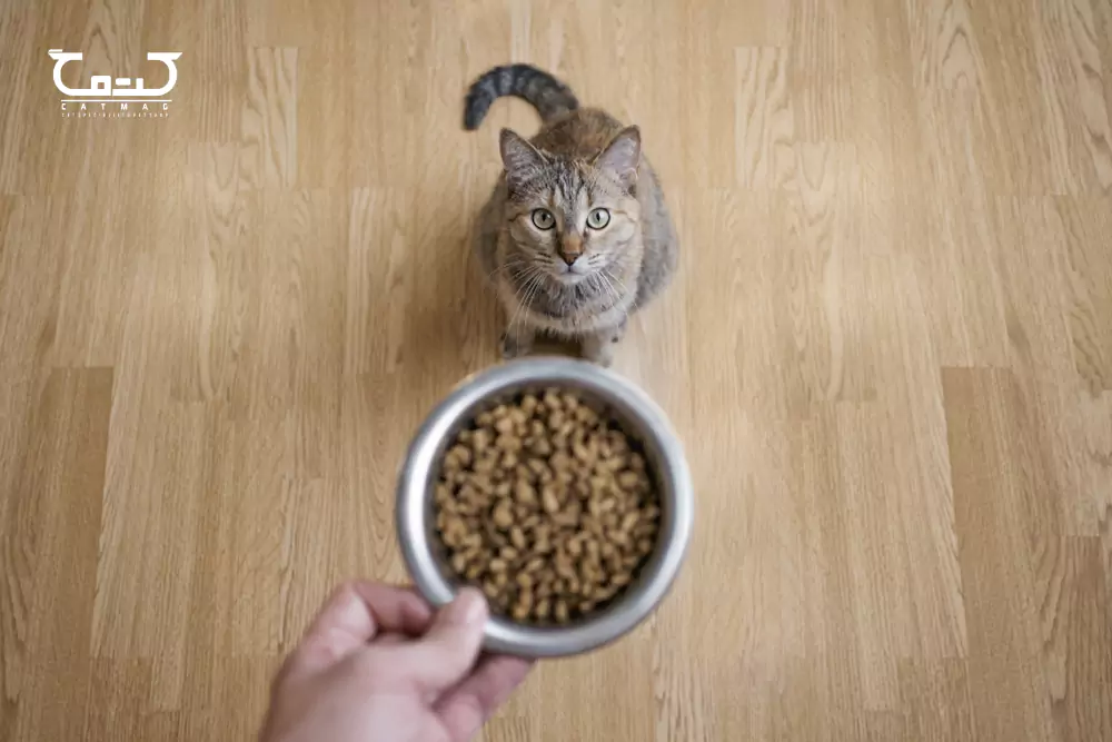 بهترین غذای خشک گربه