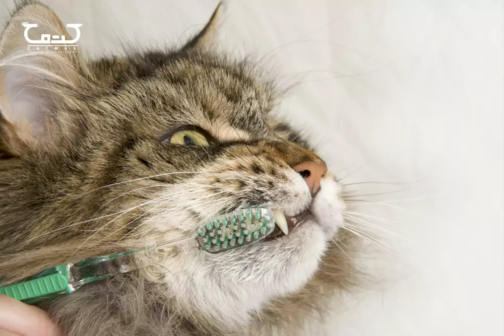 روش نگهداری از دندان گربه