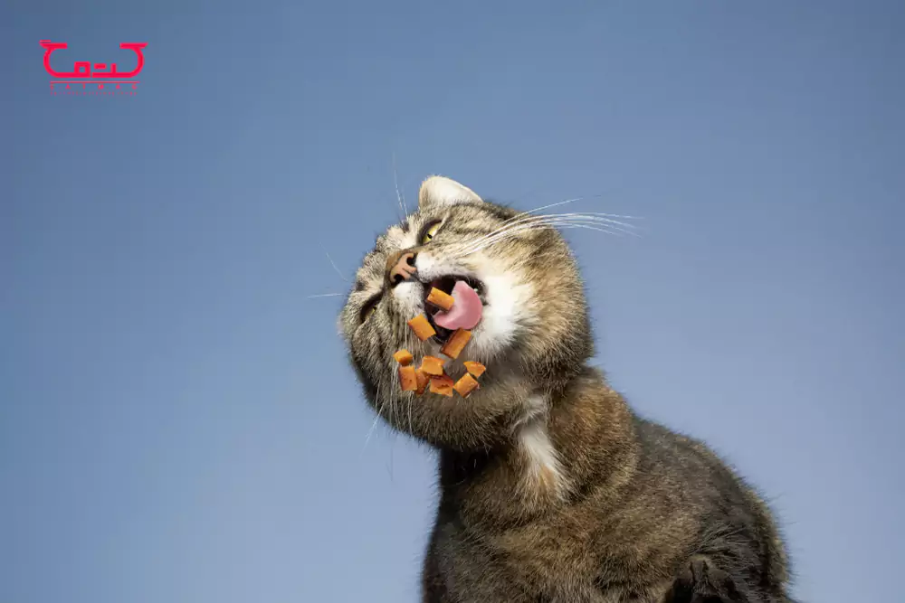 چه غذاهایی برای گربه مضر است