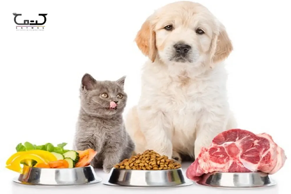 آیا گربه میتواند غذای سگ را بخورد؟
