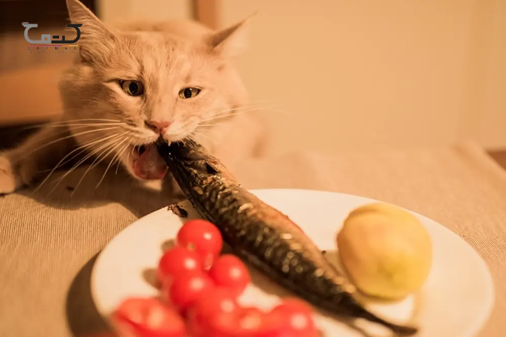 روش های درست کردن غذای خانگی گربه