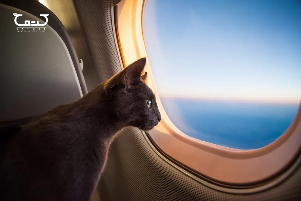  راهنمای سفر هوایی گربه ها