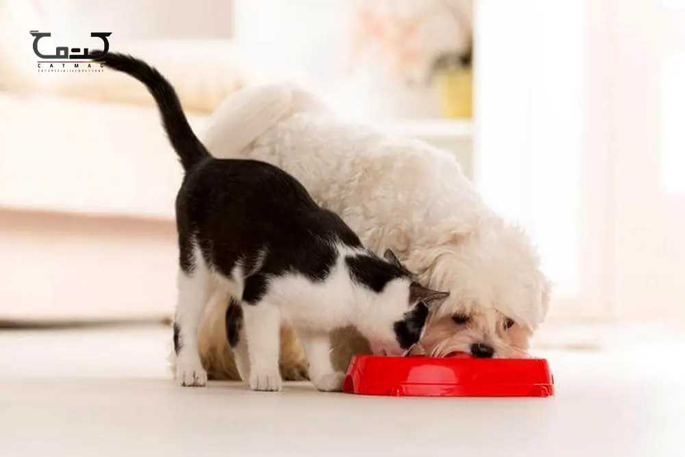 آیا گربه میتواند غذای سگ را بخورد؟