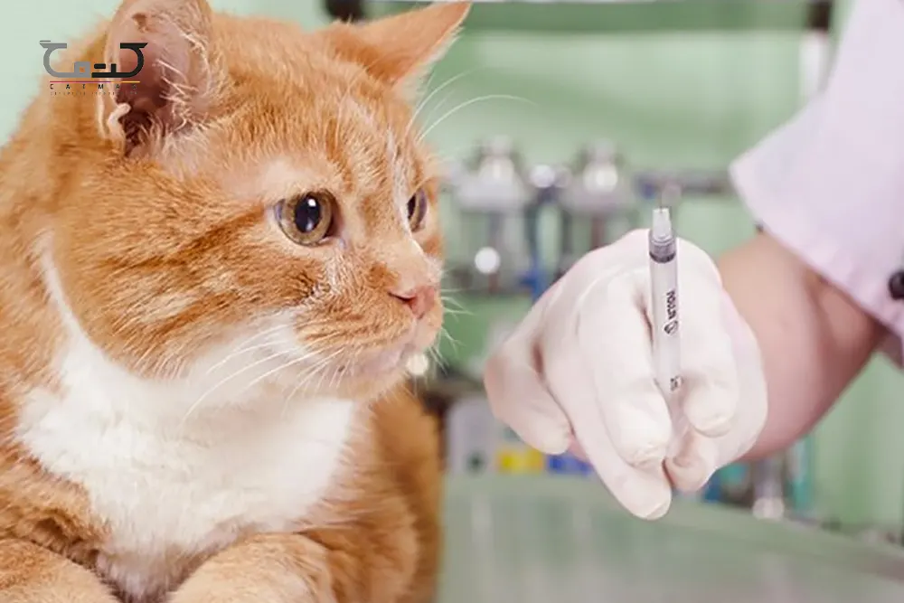 واکسن گربه را از چند ماهگی شروع کنید؟