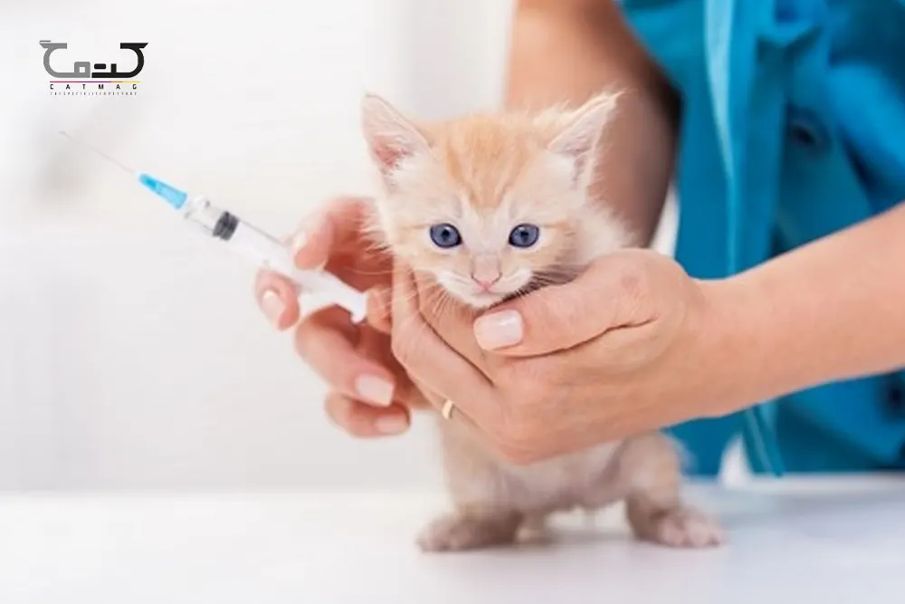 واکسن گربه را از چند ماهگی شروع کنید؟