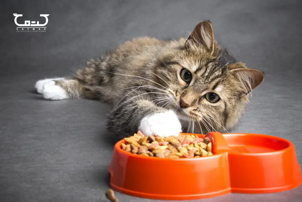 چه غذایی برای گربه بی اشتها مناسب است؟
