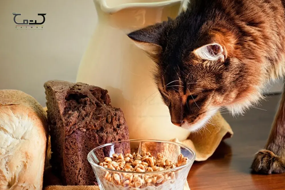 بهترین غذا برای گربه تازه زایمان کرده چیست؟