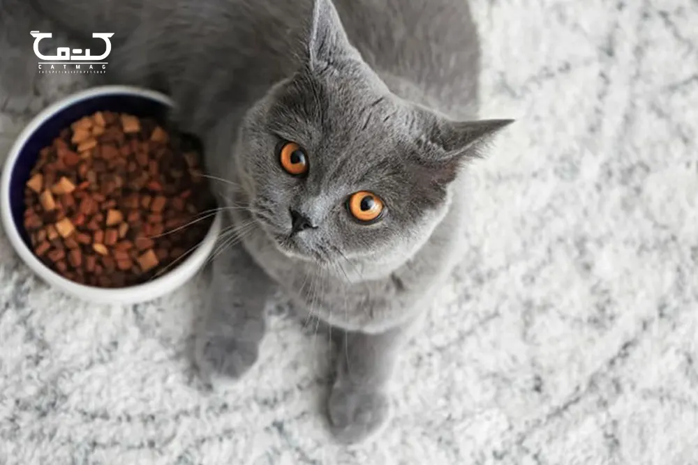 چرا بعضی گربه ها غذای خشک نمی خورند؟