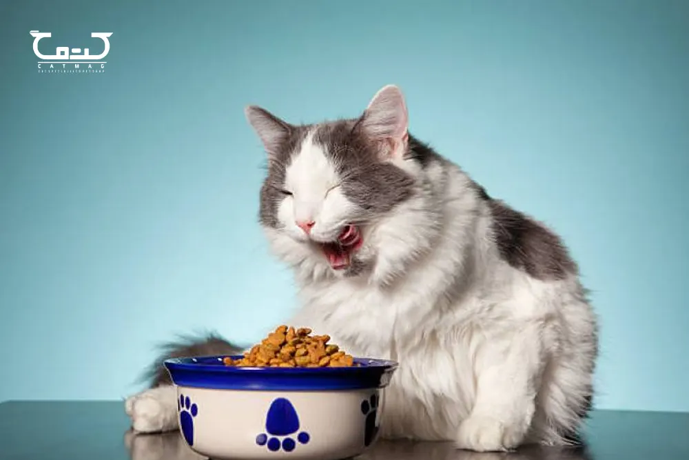چگونه گربه را به غذای خشک عادت بدهید؟