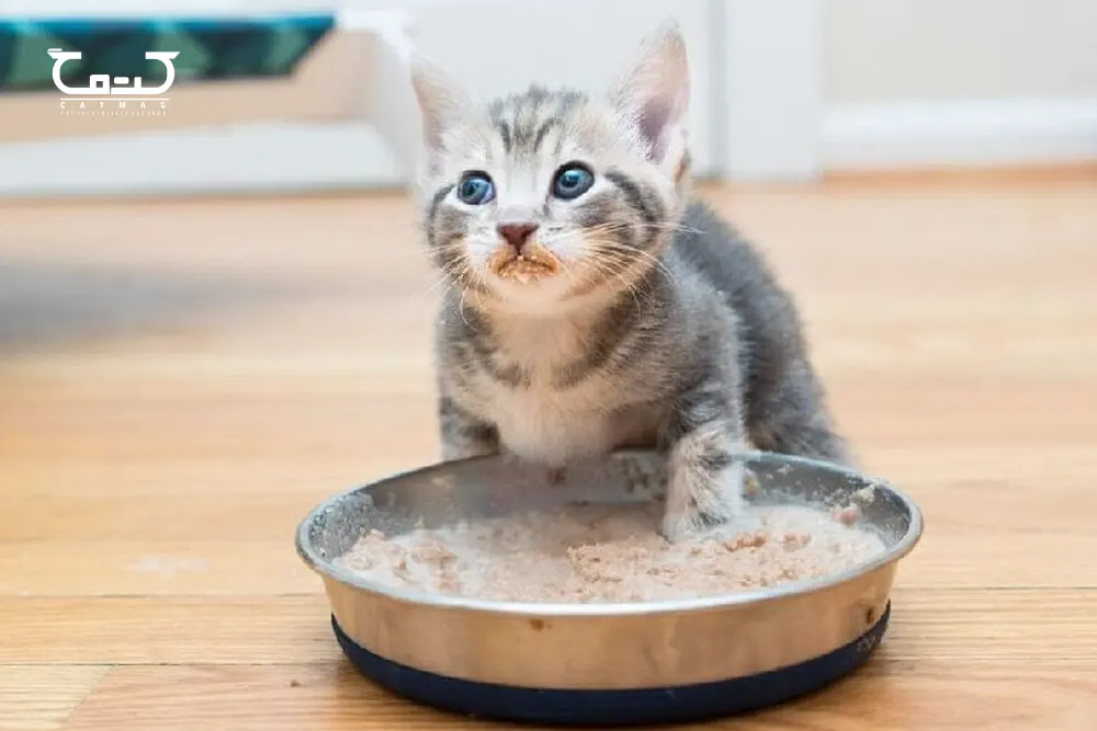 غذای بچه گربه تازه متولد شده